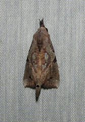 Meliaba pelopsalis