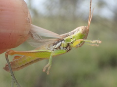 Bermius