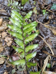 Microlepia marginata
