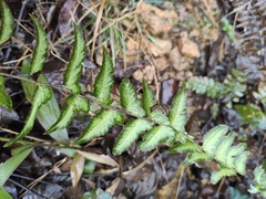 Microlepia marginata