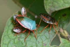 Edessa rufomarginata