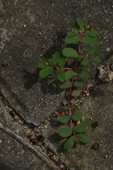 Euphorbia humifusa