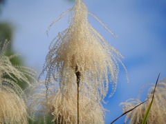 Miscanthus sinensis — photo 2