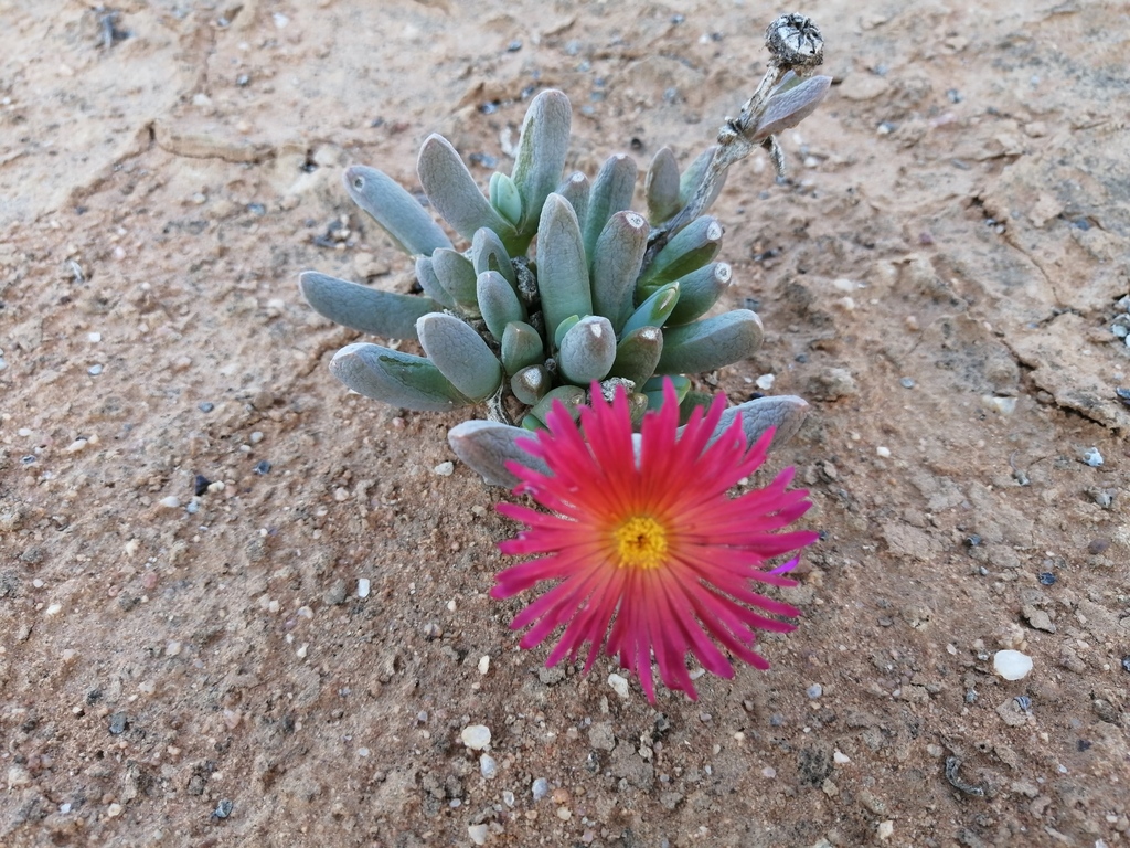 Cheiridopsis cuprea (L.Bolus) N.E.Br. 2