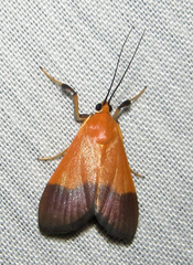 Ulopeza conigeralis
