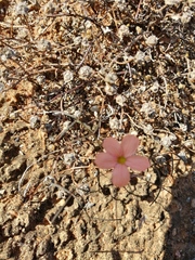 Oxalis gracilis