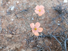 Oxalis gracilis