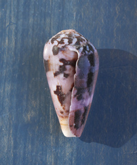 Conus fulmen