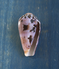 Conus fulmen