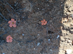 Oxalis gracilis