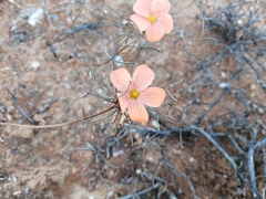 Oxalis gracilis