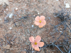 Oxalis gracilis