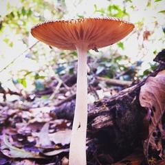 Amanita sororcula