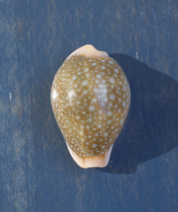 Naria miliaris