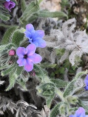 Alkanna strigosa