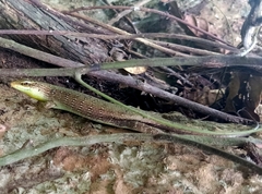 Dasia olivacea