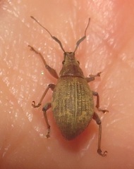 Sciobius