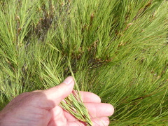 Dracophyllum acerosum