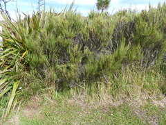 Dracophyllum acerosum