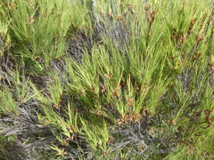 Dracophyllum acerosum