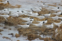 Sterna hirundo longipennis
