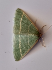 Microloxia ruficornis