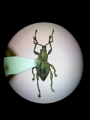 Trigonops