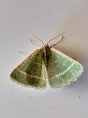 Microloxia ruficornis