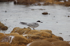 Sterna hirundo longipennis
