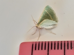 Microloxia ruficornis