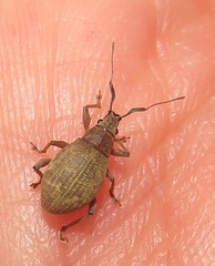 Sciobius