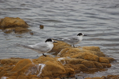Sterna hirundo longipennis