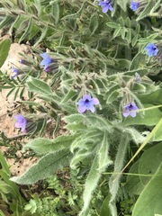 Alkanna strigosa