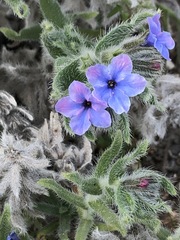 Alkanna strigosa