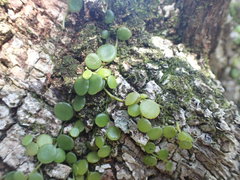 Peperomia bangroana