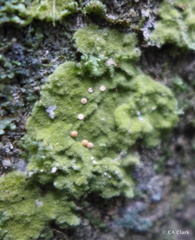 Coenogonium implexum