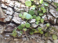 Peperomia bangroana