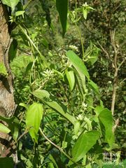 Mikania cordata