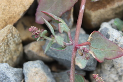 Chenopodium triandrum