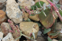 Chenopodium triandrum