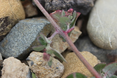 Chenopodium triandrum