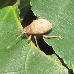 Sciobius