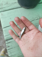 Leucaspius delineatus