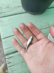 Leucaspius delineatus