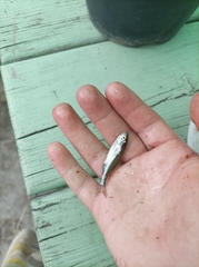 Leucaspius delineatus