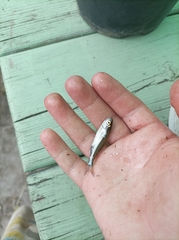 Leucaspius delineatus