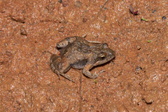 Crinia parinsignifera