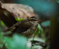 Urosphena squameiceps