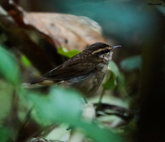 Urosphena squameiceps