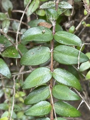 Metrosideros diffusa